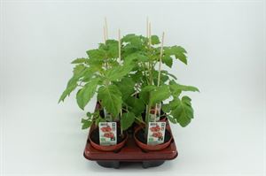 Bild von Tomaat. Mini pruimtomaat (12cm pot) Bio